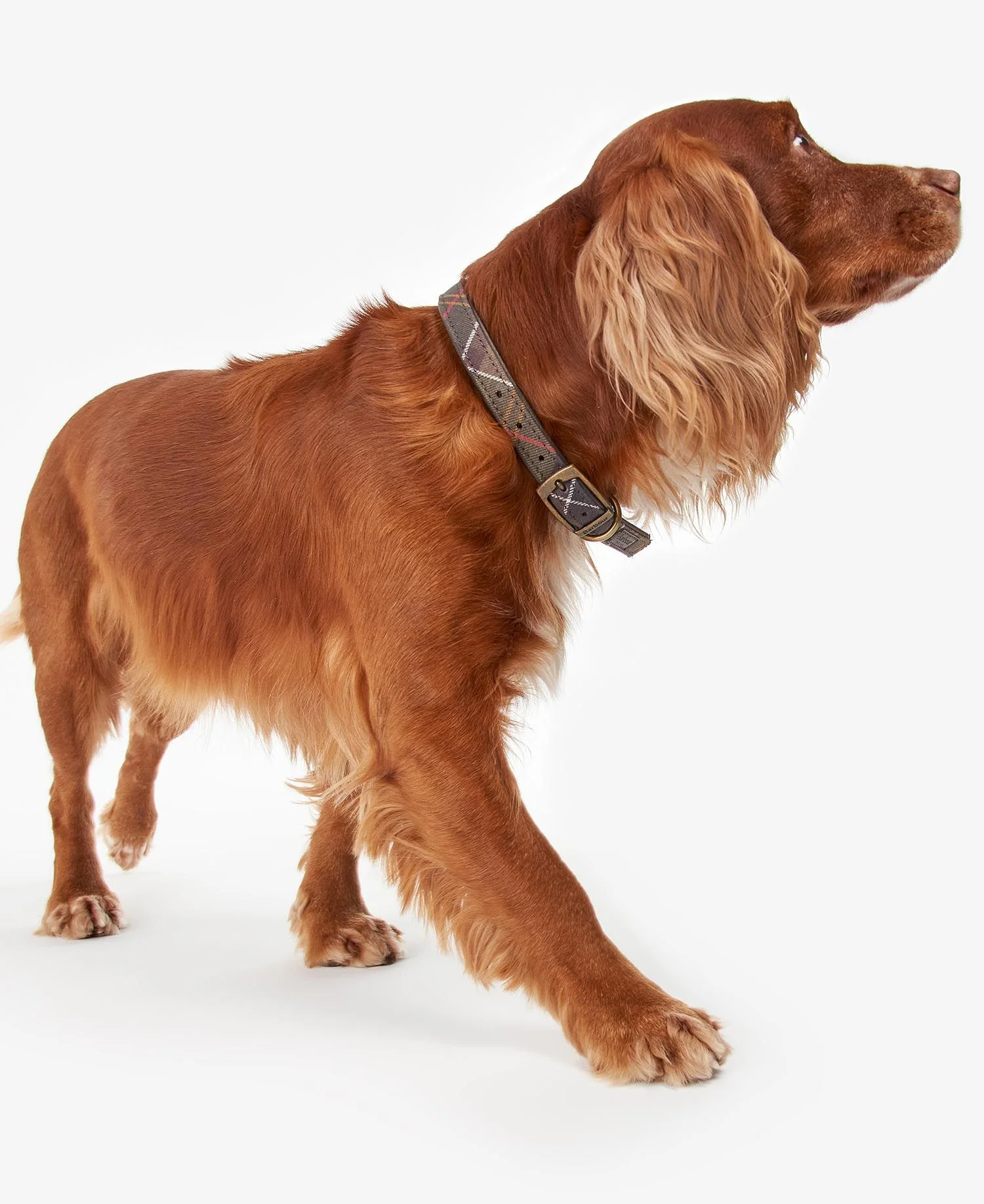 BARBOUR - Collier pour chien à motif tartan Vert – Image 6