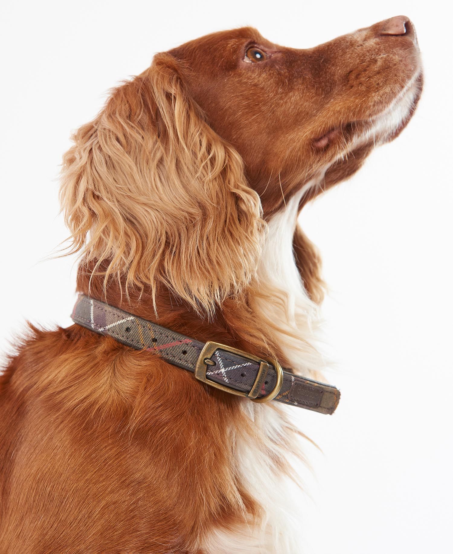 BARBOUR - Collier pour chien à motif tartan Vert – Image 3